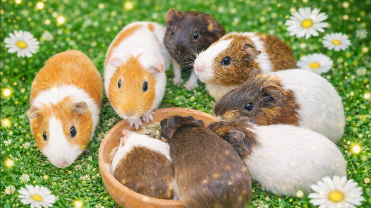 Moringa Leaves For My Guinea Pigs 