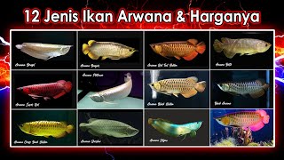 12 Jenis Ikan Arwana Termahal