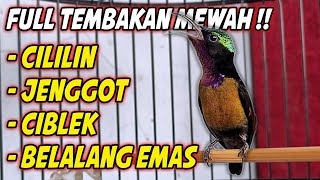 MASTERAN KONIN GACOR FULL ISIAN TEMBAKAN !! COCOK BUAT PANCINGAN KOLIBRI NINJA AGAR CEPAT EMOSI