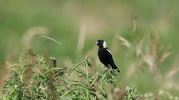 Bobolink Balanced