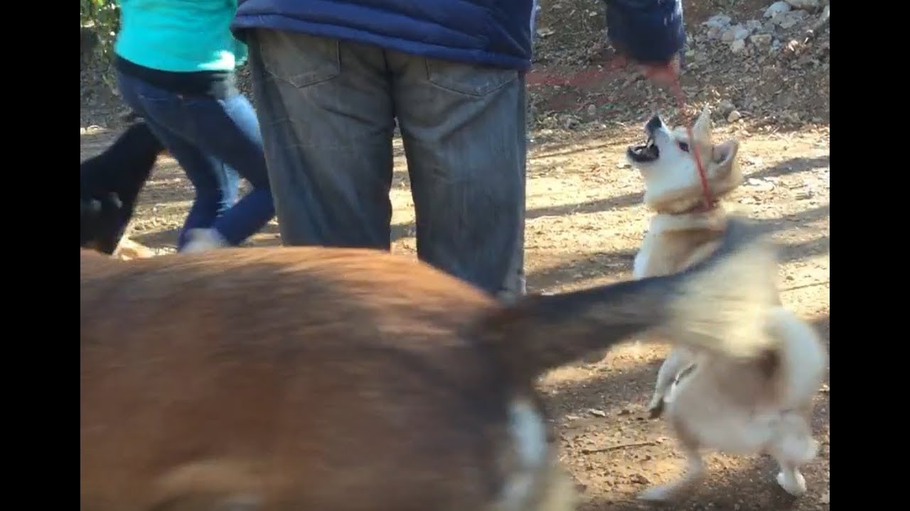 CHIEN SHIBA INU PENDU ET MORD SON DRESSEUR CANIN/ SOLUTION ERIC TRAMSON/COMMUNICATION SALIVAIRE - YouTube