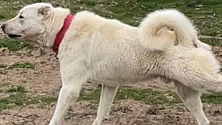 AKBAŞ KANGAL KÖPEKLERDE YAVRU BAKIMI DAMIZLIK SEÇİMİ EŞLEŞME KARARLARI BESLENME #kangal #akbaş by AKBAŞ TÜRK 2,454 views 1 month ago 21 minutes