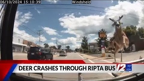 Deer jumps through windshield of RIPTA bus