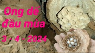 Kỷ niệm Ong dế tự nhiên đầu mùa ngày 3/ 4/2024