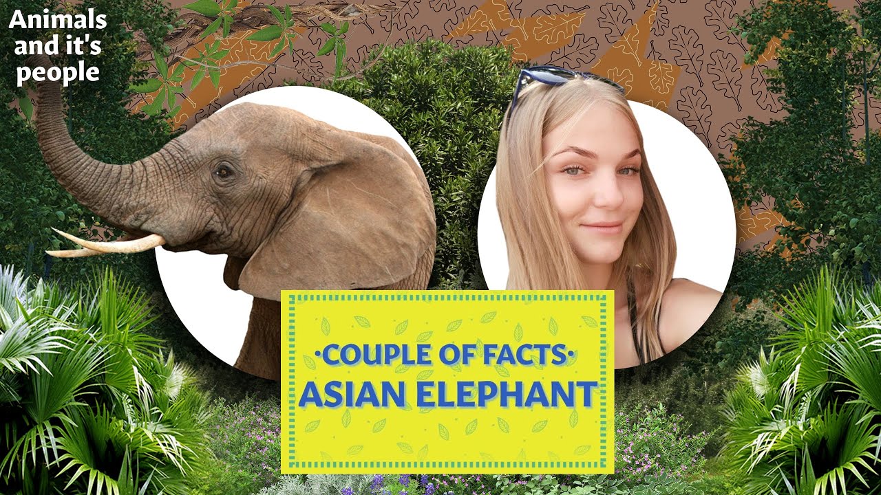 Interesting Facts About Asian Elephant All You Need To Know YouTube