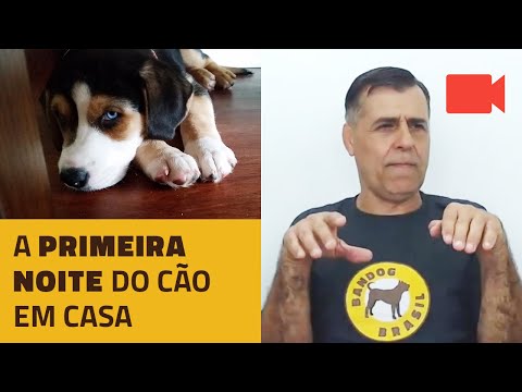 A primeira noite do cão em casa.