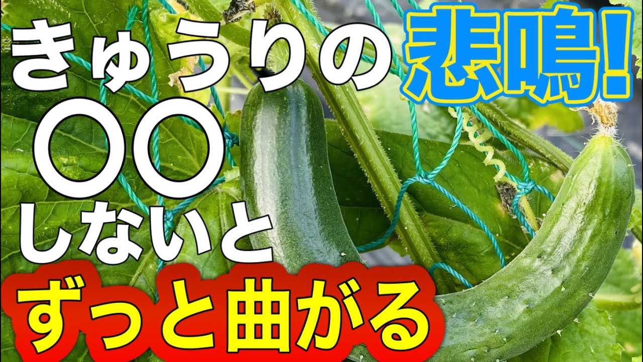 まがったキュウリ Cucumber SOS] If you see crooked cucumbers, fix it immediately or