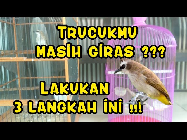 Trucukan terlalu giras? Lakukan 3 langkah ini, trucukan bahan dijamin cepat mapan class=