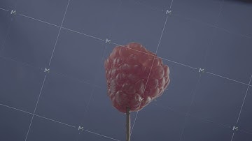 Raspberry rotating with loop on blue screen for chroma key