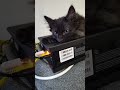 Cute kitten laying on the cable box.  #subscribe #kitten #cutecats #blackcatsrule #cat