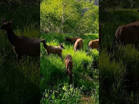 Yellowstone Elk herd at Lamar Valley #wildlife #travel #fun #viral #nature #shorts #deer #elk
