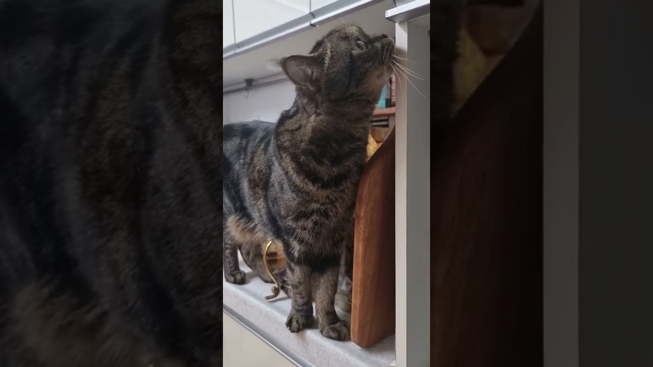 간식창고 열리길 기다리는 고양이 토미 (cat Tommy waiting for the snack storage to open)