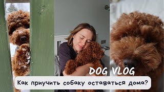 9. ГЛАВНЫЕ 3 ПРАВИЛА, КОТОРЫЕ ПОМОГЛИ НАМ ПРИУЧИТЬ ЩЕНКА СПОКОЙНО ОСТАВАТЬСЯ ДОМА ОДНОМУ.