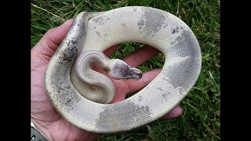 Unique Calico Ball Python combo!
