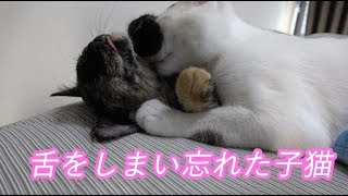 舌をしまい忘れた子猫とゴロゴロ鳴らして甘えに来た子猫の可愛い癒やし動画