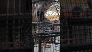 Kala teetar lalukhet Sunday birds market #birdsmarket #kalateetarawaz #teetar