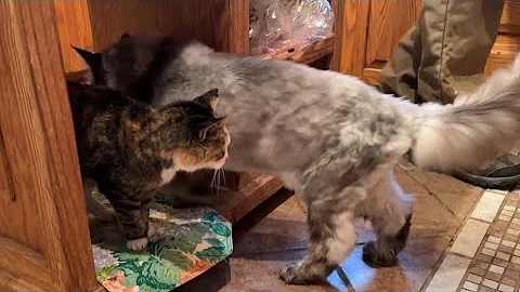 Video 11357061: mainecoon cat, cat pets love, tiny cat