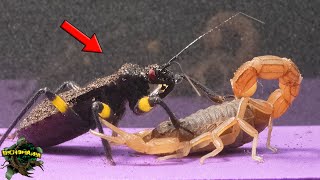 ASSASSIN BUG and SCORPION: Fascinating ENCOUNTER! - Their SECRETS Unveiled on CAMERA