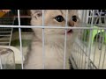 2 month old kitten cat whining and meowing