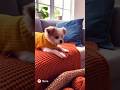Naughty dog at home #sora #funny #funnyanimal #soralife #foryou #dogshorts #dogslife #dogs