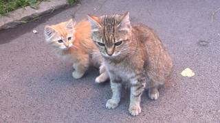 Kitten crying because his mama and brothers is very hungry!