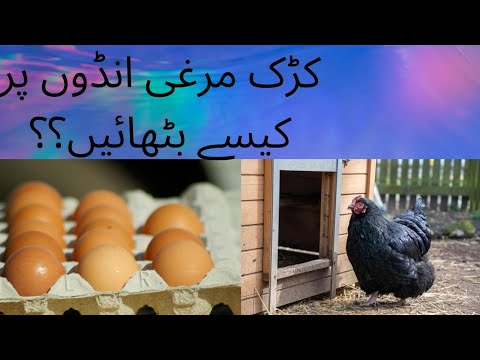Kruk murgi ando par kasay bithayan.... کڑک مرغی انڈوں پر کیسے بیٹھائیں