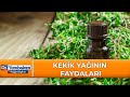 Kekik yağının faydalarına çok şaşıracaksınız...