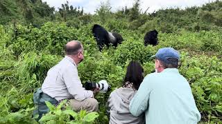 Gorilla Trekking in Rwanda!