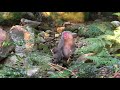 Japanese Island Monkey Red Faced!