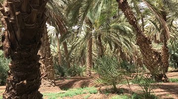 دحيم بن محمد ١٤٤١هـ تلاوة في وادي الدواسر