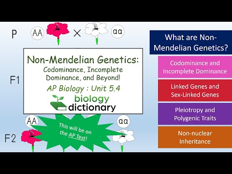 Видео: Что такое кодоминант в неменделианской генетике?