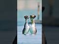 Goose And Duck Entertainment: 🦢🦆 #shorts #viral