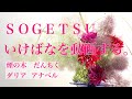 嶋直香生け花を動画するNo.271