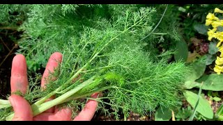 Cooking with wild fennel