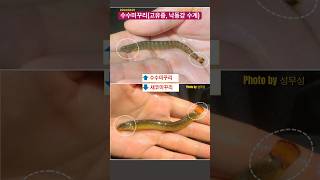 [GB-A463] 민물고기⑱ #우리나라 #고유종 #수수미꾸리 #미꾸라지 ❌#새코미꾸리 ❌ #낙동강 #수계 #생태감수성 #생태교육 #탐어 #생물다양성 #주변생물 #영상도감