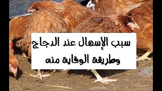 تربية الدجاج البلدي - أسباب إسهال الدجاج وفقدانه للشهية مرض الكوكسيديا (Coxida disease)