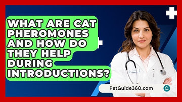What Are Cat Pheromones And How Do They Help During Introductions? - PetGuide360.com