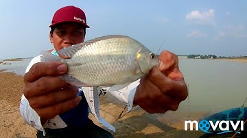 Câu cá rô phi ở hồ dầu tiến..