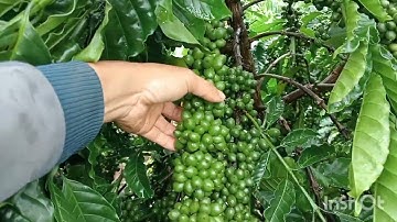 Nên trồng cà phê xanh lùn ghép hay xanh lùn thực Sinh.//CÀ PHÊ XANH LÙN.