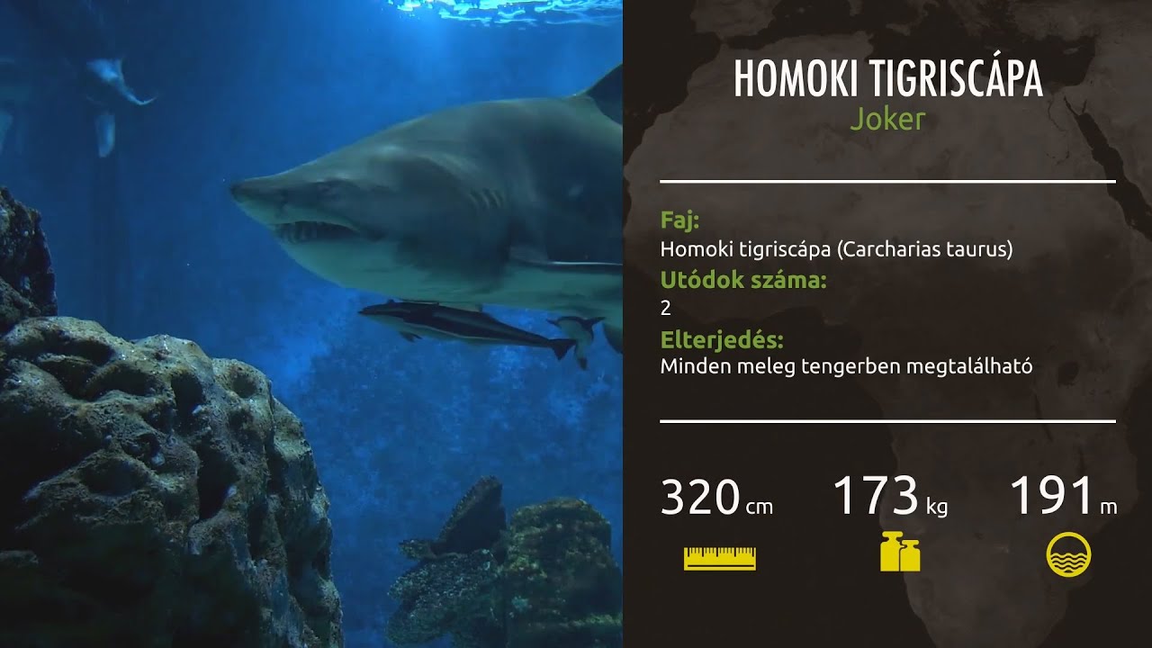 Nyíregyházi Állatpark Zoo TV - 8. rész