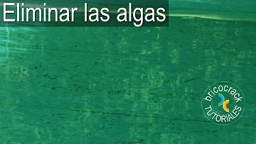 ¿Se eliminan las algas aspirando la piscina?