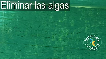 ¿El calor provoca algas en la piscina?