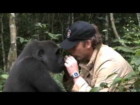 Video: Differenza Tra Gorilla E Scimpanzé