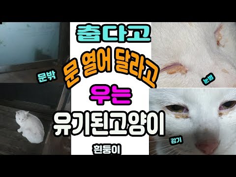 장냥하냥 - Youtube