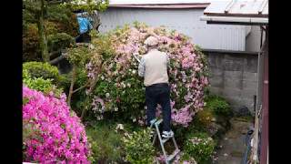 ツツジの剪定に挑戦 時期や方法などポイントを解説 挿し木での増やし方も 暮らし の