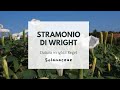 STRAMONIO DI WRIGHT - Datura wrightii Regel - Solanaceae - Sacred thorn-apple