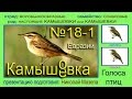 Камышевка. Камышовка. Евразия. Голоса птиц