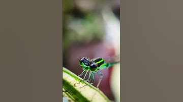 Wait For Macro Results 12x Macro Lens Dragonfly Photography #shorts #shortvideo #photography #macro