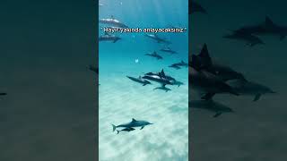 TEKASÜR SURESİ #shorts #shortvideo #kuranıkerim #ayet #kuranmeali #kuran #kuran #amin