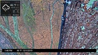 Port Tobacco Eagle Live Cam Port Tobacco Eagle Live Cam